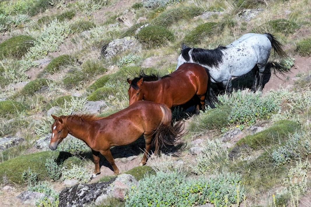 Konya Ovası’na bakan zirvede yılkı atlarıyla büyüleyici manzara 9